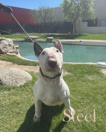 Meet Steel